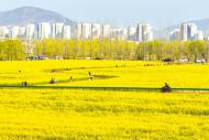 長臨河鎮：菜花黃 游人旺