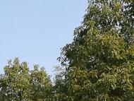 未來一周安徽氣溫逐漸回升 3月6日后最高溫普遍可達23℃以上