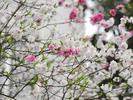 真神奇！合肥這棵樹上竟然開出三色花（圖）