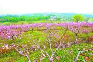 巢湖市夏閣鎮(zhèn)：林果業(yè)升級 桃花別樣紅