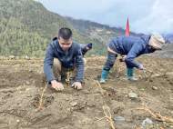 銅陵“莓茶寶寶”種在西藏高原上