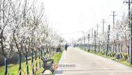 阜陽又多一條5公里長的賞櫻大道