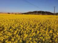懷寧縣雷埠鄉(xiāng)：萬(wàn)畝油菜花盛開(kāi) 