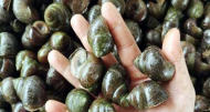 方華：春螺