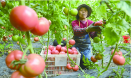 2023年阜陽蔬菜播種面積將達174萬畝