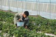 濉溪縣四鋪鎮：草莓園里果香濃 結出“莓”好新生活       