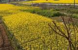 宜秀區楊橋鎮楊橋社區：油菜花開美如畫 不負好春光
