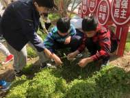 守護綠意，擁抱春天 ——蚌埠鐵二小植樹節活動
