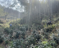 宜秀區羅嶺鎮小龍山社區：全力推進茶產業發展，助力鄉村振興 