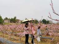 宜秀區楊橋鎮鮑沖湖村：花開滿園春色濃 鄉村振興畫卷新