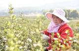 安徽巢湖：春暖茶飘香 茶农采茶忙