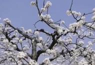 淮南八公山下現春色，花海引來八方客
