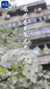 梨花巷里梨花开