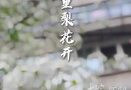 梨花巷里梨花開