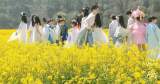 黄山市油菜花景观进入最佳观赏期