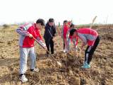 单王乡积极参加义务植树活动——植树护绿 保护家园