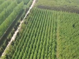 安徽两个国土绿化试点示范项目入选中央财政支持范围