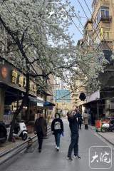 合肥梨花巷里梨花盛开（组图）