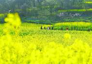 淮南：花開美如畫 春日好風景