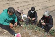 濉溪縣四鋪鎮(zhèn)：香甜“小草莓”   致富“大產(chǎn)業(yè)”         