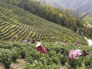 青陽(yáng)縣酉華鎮(zhèn)：一片“致富”葉   點(diǎn)“綠”成金助振興