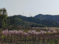 青陽縣蓉城鎮：黨建示范帶  “帶出”鄉村振興新局面
