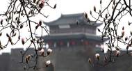 黄丹丹：在时间的罅隙里种树