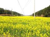 青阳县乔木乡：油菜花开春意浓，菜花香里话丰年