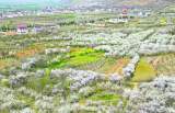  淮南：八公山下春意浓