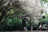 淮南：花树成景 演绎春天的故事（组图）