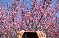 安徽3月天氣預測：3月上旬無降水  氣溫異常偏高