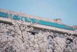 武汉大学：3月15日起，社会公众可实名免费预约入校赏樱