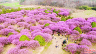 舒城：春來梅花俏
