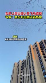 合肥上空出现大量飞鸟盘旋 专家：系东方白鹳迁徙场景