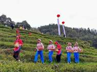 池州：硒茶吐新綠 山鄉茶飄香