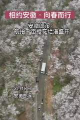 相約安徽·向春而行｜安徽郎溪：航拍千畝櫻花爛漫盛開