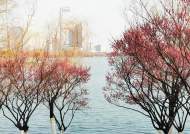 查晶芳:买得一枝春欲放