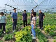 濉溪四鋪鎮三鋪村：項目牽引為鄉村振興助力賦能            