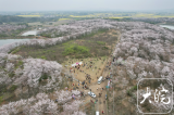 相约安徽·向春而行｜安徽郎溪：千亩樱花烂漫盛开