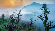 查晶芳：一棵神奇的樹