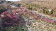 組圖|淮南：梅園成為網紅打卡地