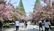 中國主要賞櫻區(qū)“最佳觀花期”預測：從南至北次第開放