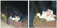 受傷“怪鳥”竟是“國寶” 淮南警民攜手救助