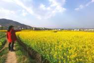 懷寧縣江鎮(zhèn)鎮(zhèn)：油菜花開(kāi)滿地黃，飄溢醉人濃郁香