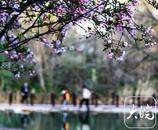 余毛毛：水边的花朵