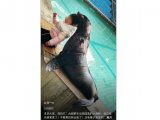网传合肥野生动物园海狮伤痕累累？动物园回应：处于换毛期