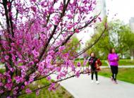 “口袋公園”梅花綻放 吸引巢湖市民踏青賞梅
