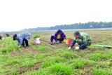 巢湖市烔炀镇350亩有机韭菜有望5月份收割
