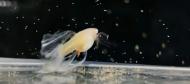 梁華春：陪魚坐一會兒