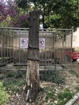 “合肥一小区20多棵大树枯死”追踪：已展开调查，物业被要求整改